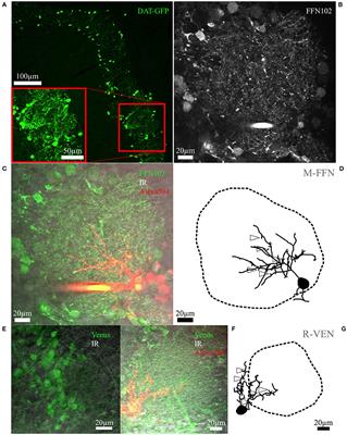 Dendritic Arborization Patterns of Small Juxtaglomerular Cell Subtypes within the Rodent Olfactory Bulb